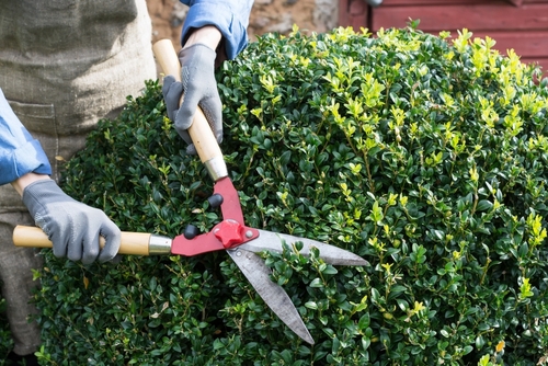 Garden Maintenance